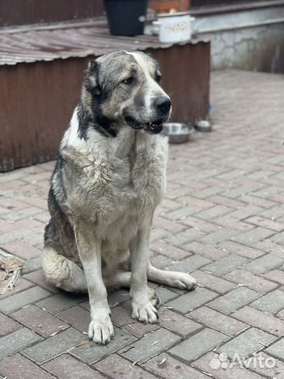 Алабай в добрые руки