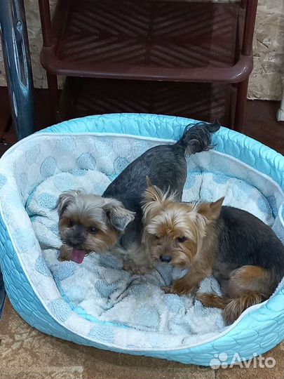 Мини гостиница для собак