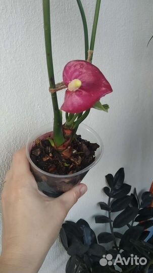 Антуриум Виолет Харт