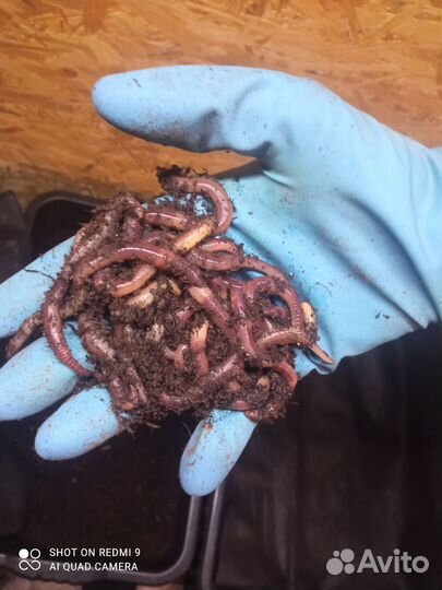 Червь Дендробена для рыбалки