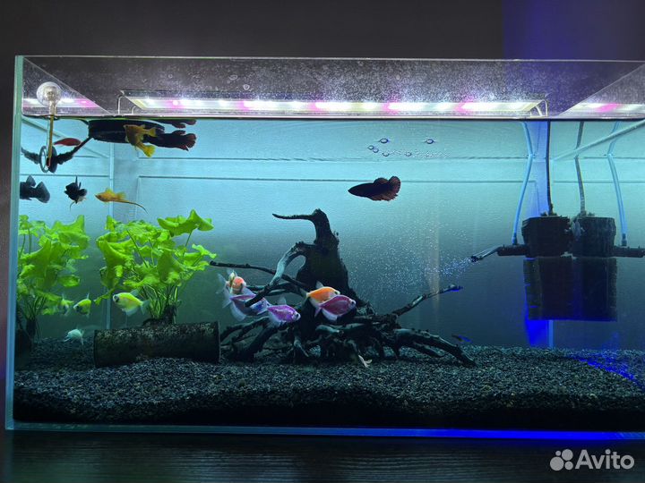 Аквариум