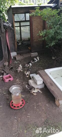 Индоутята. Месячные