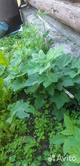 Саженцы смородины