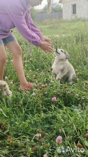 Продаются щенки маламута