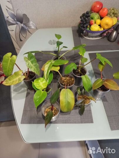 Филодендроны