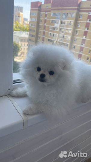 Померанский шпиц мишка мини девочка