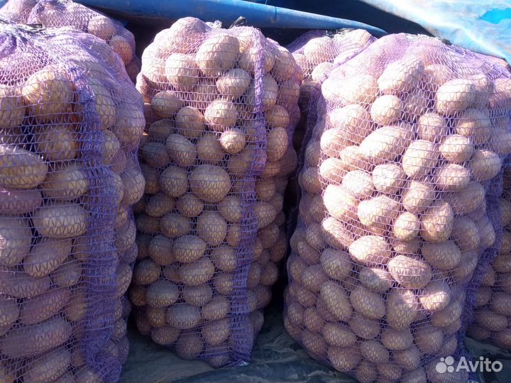 Продам картофель