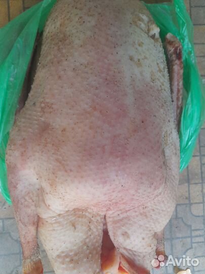 Гусь домашний мясо