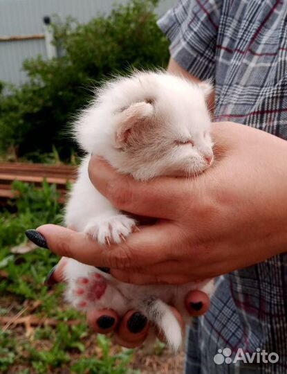 Котята от крысоловки