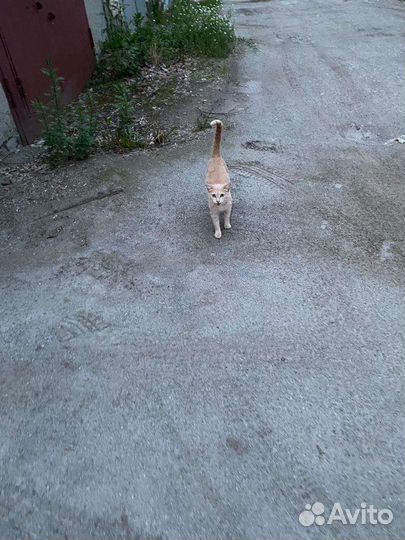 Кошка с котятами.выбросили на улицу