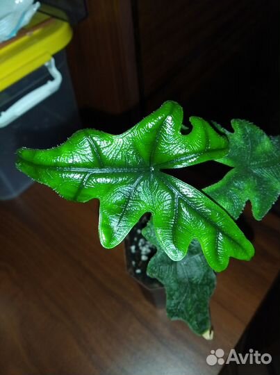 Алоказия Жаклин. Эпипремнум Годзилла