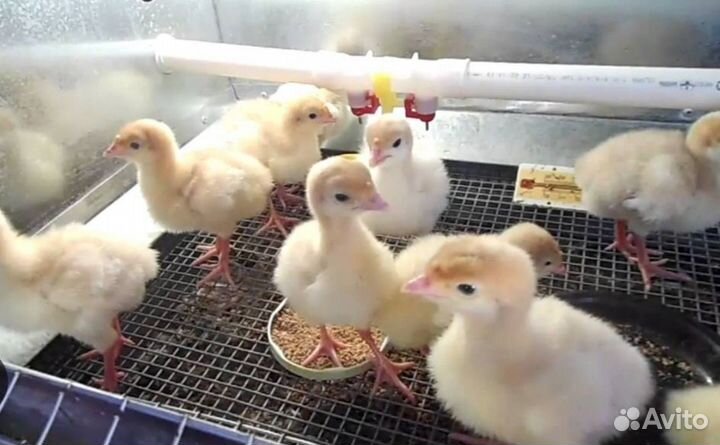 Индюшата биг 6