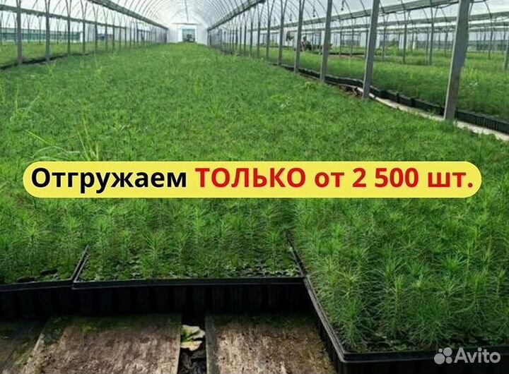 Сеянцы сосны зкс