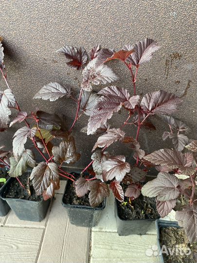 Пузыреплодник Ledi in red