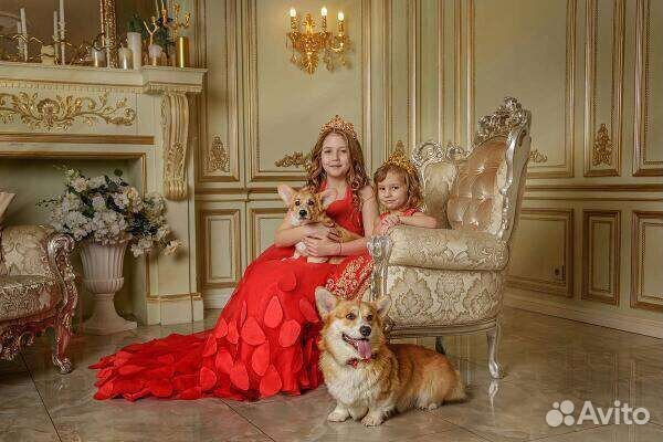 Фото сессия, праздники с королевскими корги