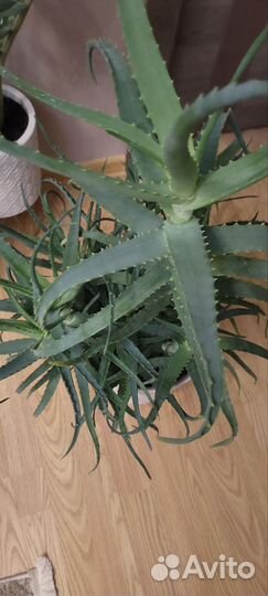 Алоэ лечебный