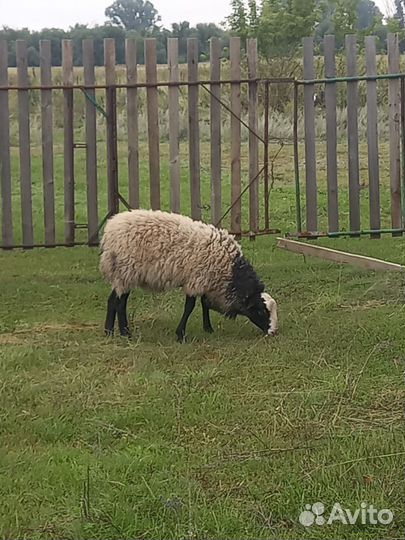 Бараны романовской породы