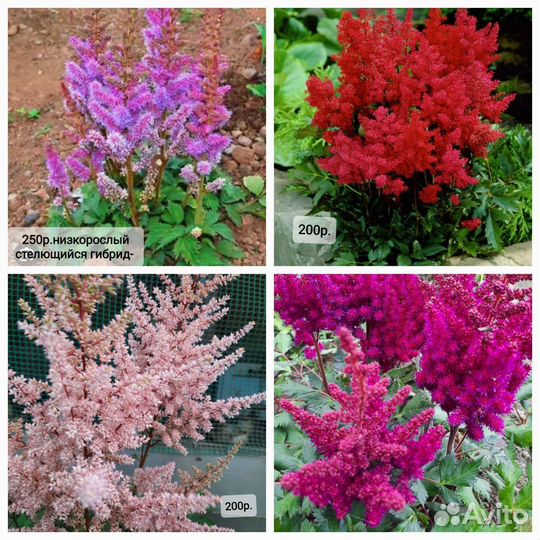 Астильбы, Хосты