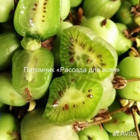 Актинидия из питомника - Лакомка, Адам и др