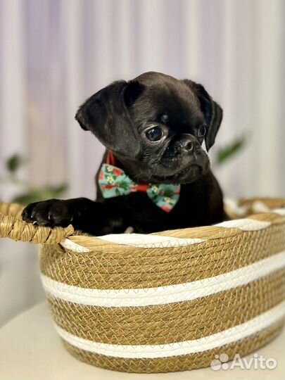 Малый брабансон