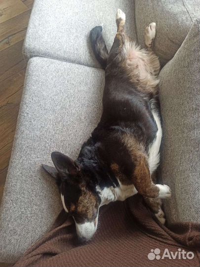 Выгул собак и dog sitter