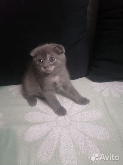Котята в дар