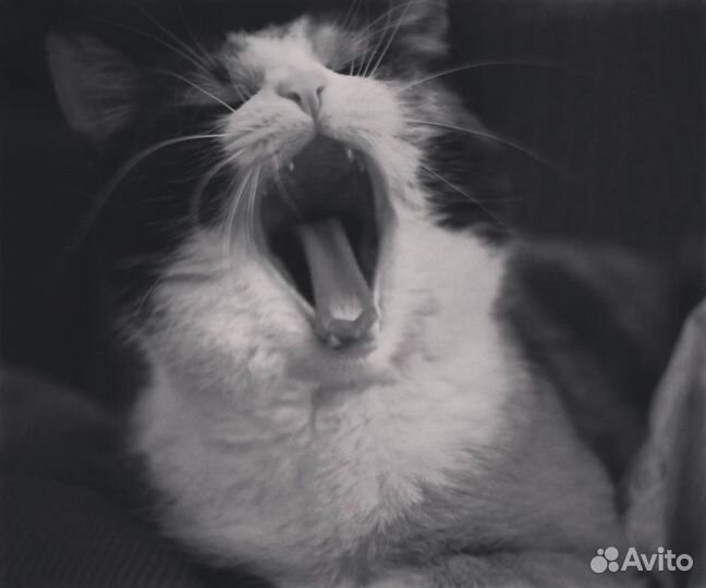 Кэтситтер (зооняня)