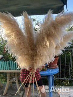 Пампасная трава оптом