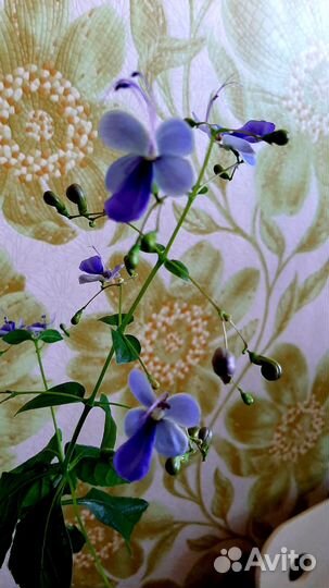 Клеродендрумы