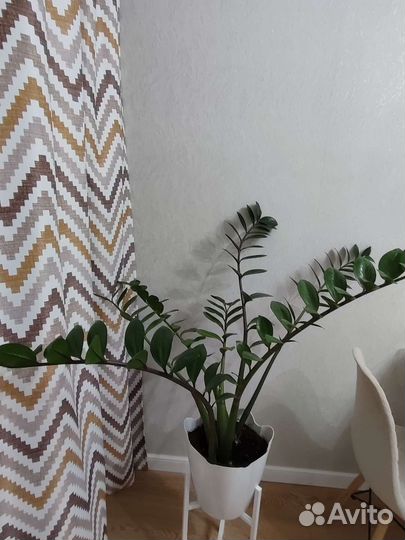 Замиокулькас