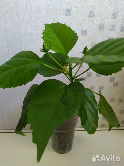 Гибискус (китайская роза)