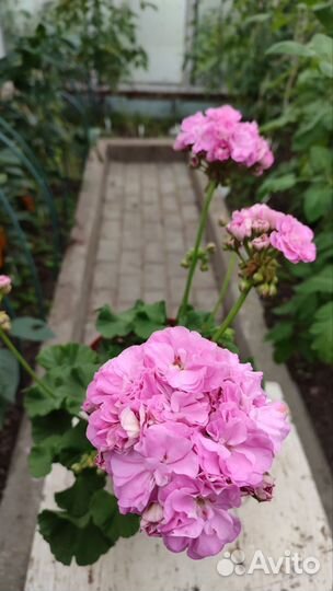 Пеларгония герань Ю-Дикая роза