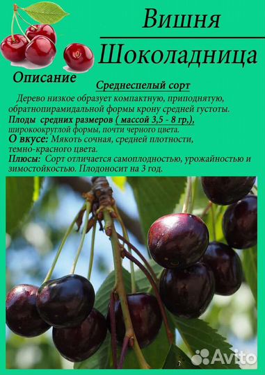 Вишня Шоколадница