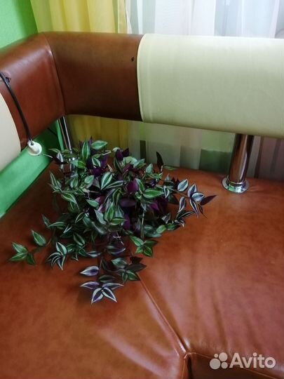 Традесканция взрослая