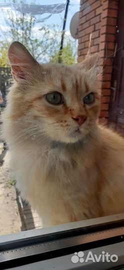 Рыжик котик