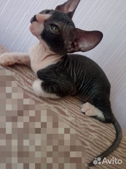 Донской сфинкс велюр