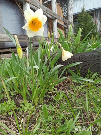 Луковицы нарциссов