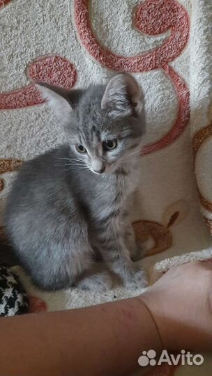 Котята-сибирята