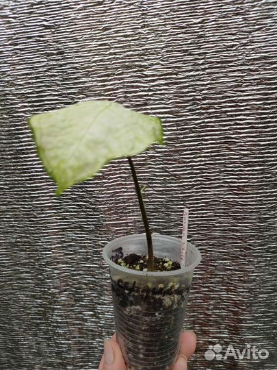 Антуриум хрустальный, Каладиумы, Калатеи