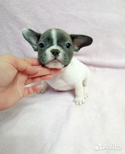 Бело голубая крошка