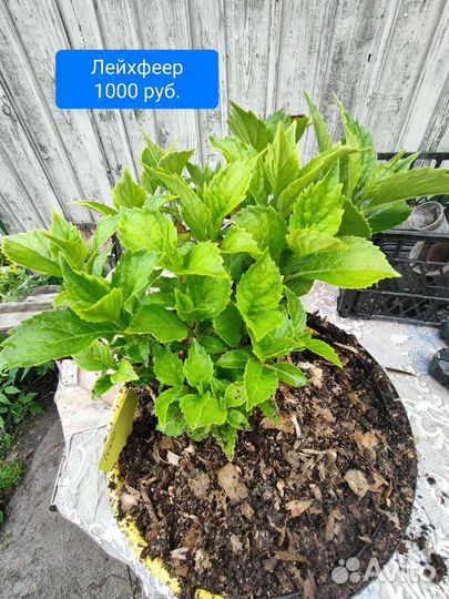 Гортензия крупнолистная Лейхфеер