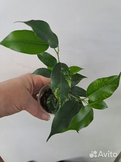 Продам фикусят