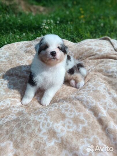 Мальчики Аусси