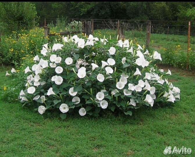 Дурман цветы для сада Сирень