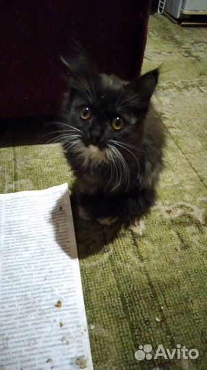 Череный котенок 3 мес