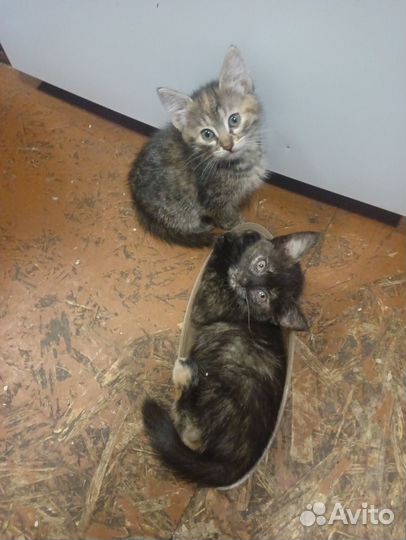 Кошки бесплатно