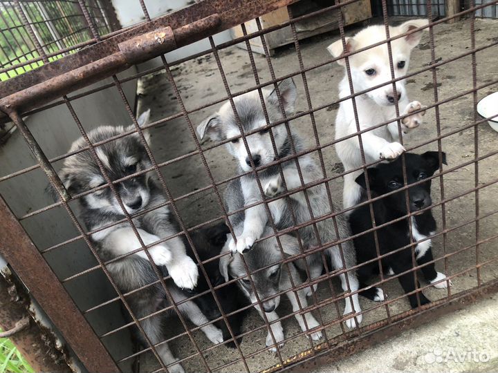 Щенки бесплатно