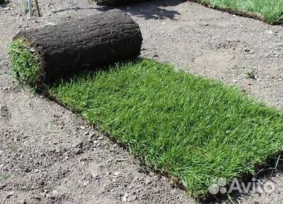 Газон рулонный