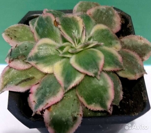 Суккуленты