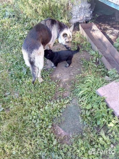 Овчарка вео